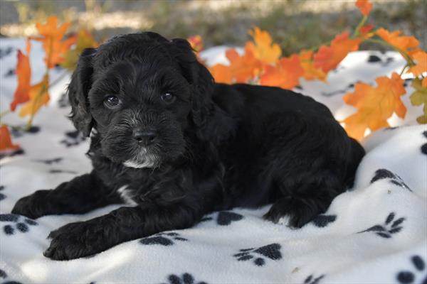 Cockapoo-DOG-Female-Black-6619-Petland Fort Walton Beach, FL