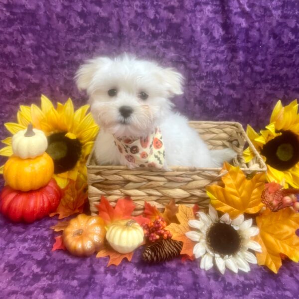 Maltese DOG Male White 6590 Petland Fort Walton Beach, FL