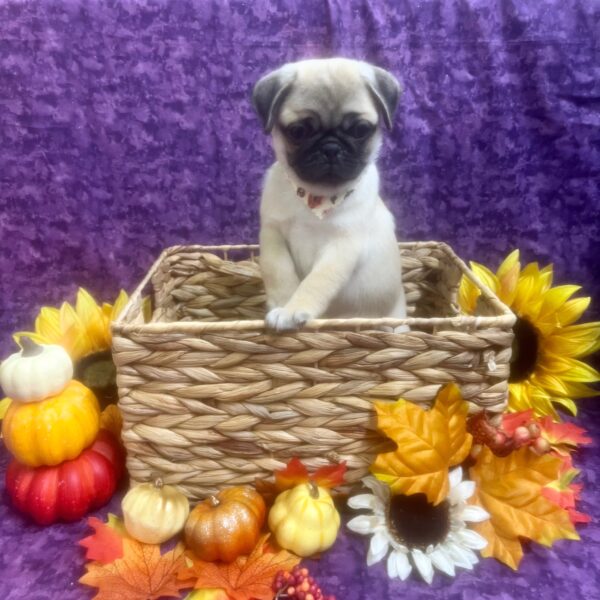 Pug-DOG-Male-Fawn-6553-Petland Fort Walton Beach, FL