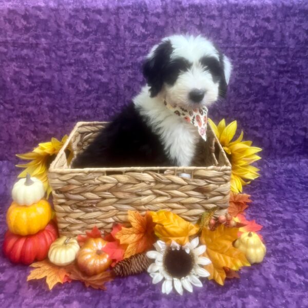 Old English Sheepdog-DOG-Male-Black / White-6620-Petland Fort Walton Beach, FL