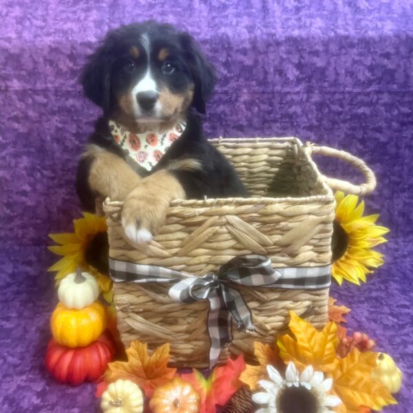 Bernese Mountain Dog-DOG-Female-Black Rust / White-6616-Petland Fort Walton Beach, FL