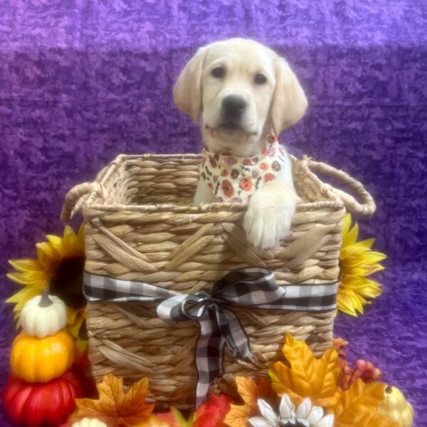 Labrador Retriever-DOG-Female-Yellow-6576-Petland Fort Walton Beach, FL