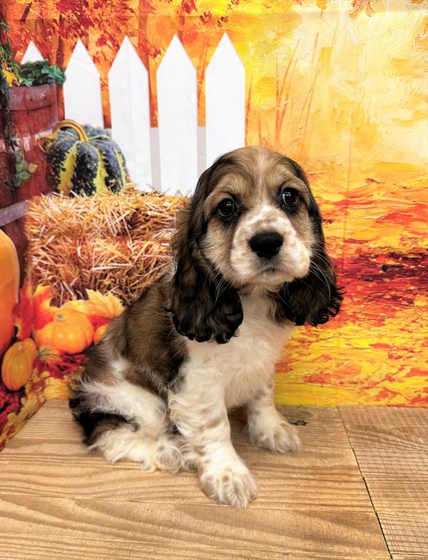 Cocker Spaniel-DOG-Female-Sable / White-6636-Petland Fort Walton Beach, FL