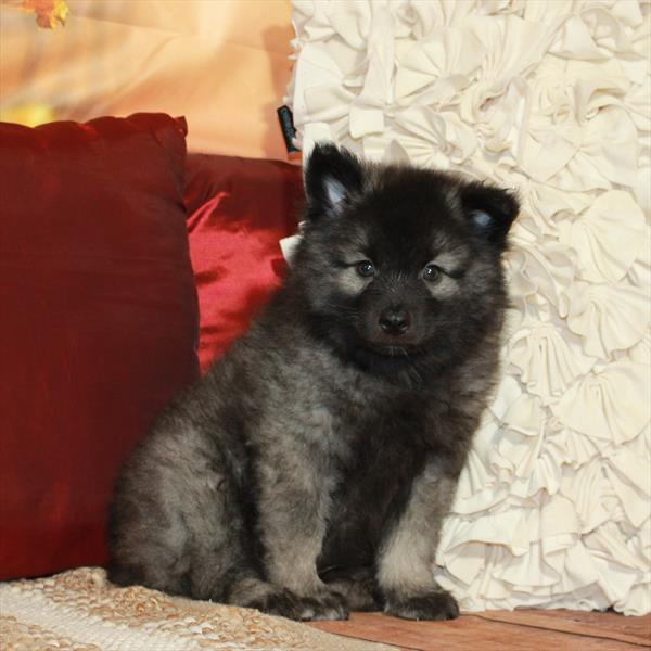 Keeshond-DOG-Male-Silver / Black-6638-Petland Fort Walton Beach, FL