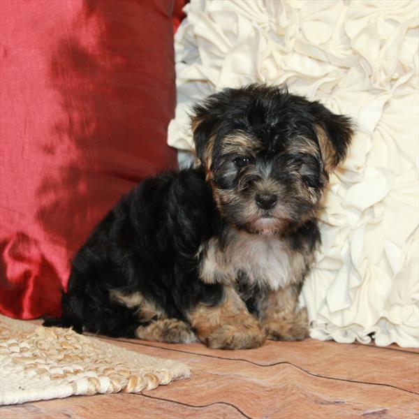 Morkie-DOG-Male-Black / Tan-6640-Petland Fort Walton Beach, FL