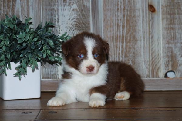 Australian Shepherd-DOG-Female-Chocolate / White-6645-Petland Fort Walton Beach, FL