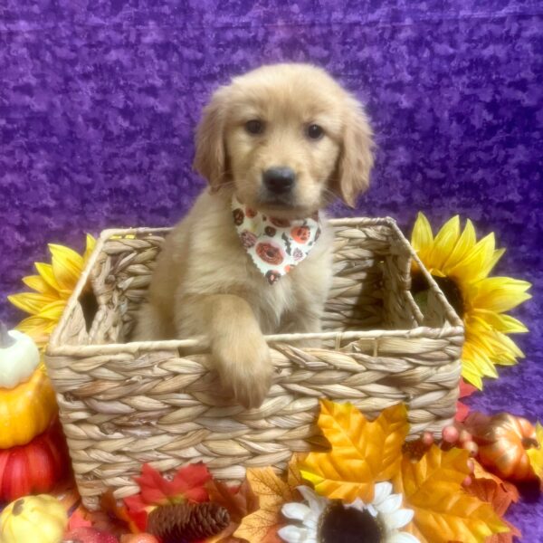 Golden Retriever-DOG-Female-Golden-6642-Petland Fort Walton Beach, FL