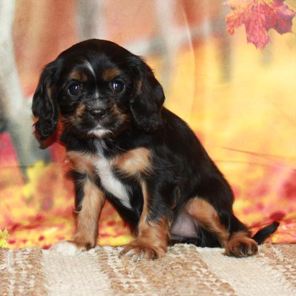 Cavalier King Charles Spaniel-DOG-Female-Black / Tan-6654-Petland Fort Walton Beach, FL