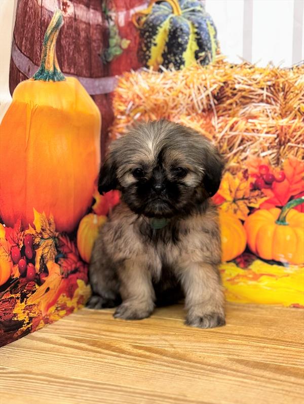 Shih Tzu-DOG-Female-Gold-6660-Petland Fort Walton Beach, FL