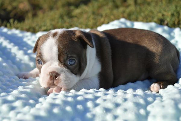 Boston Terrier DOG Male Red / White 6687 Petland Fort Walton Beach, FL