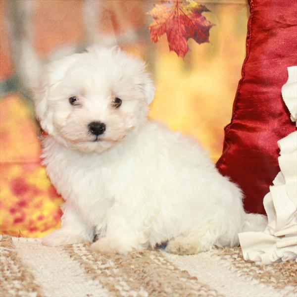 Maltese-DOG-Male-White-6546-Petland Fort Walton Beach, FL