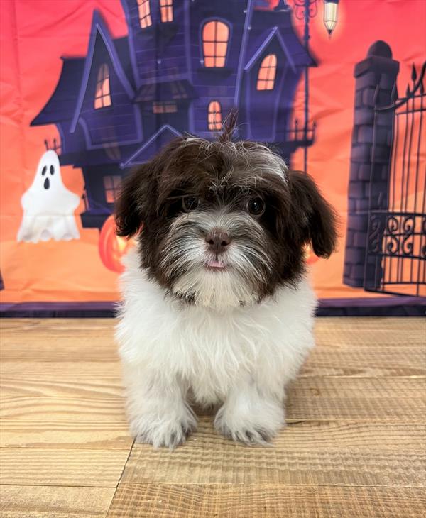 Havanese-DOG-Male-Chocolate / White-6635-Petland Fort Walton Beach, FL