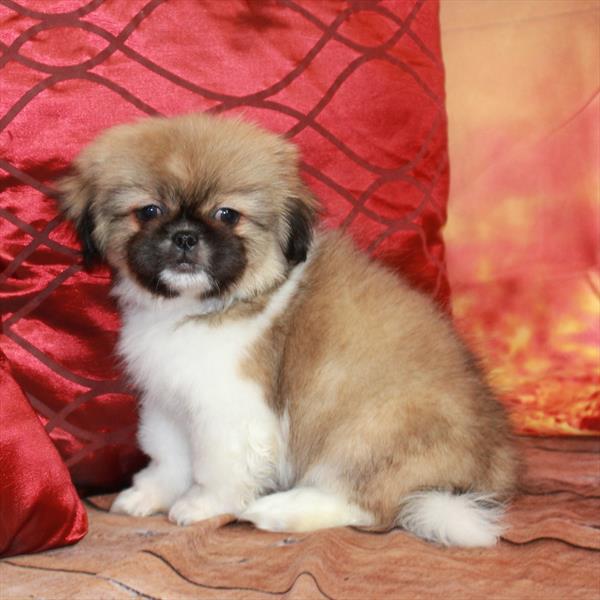 Pekingese-DOG-Male-Red Fawn-6657-Petland Fort Walton Beach, FL