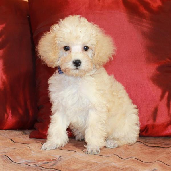 Poodle DOG Male Apricot 6658 Petland Fort Walton Beach, FL