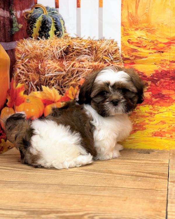 Shih Tzu-DOG-Male-Gold / White-6662-Petland Fort Walton Beach, FL