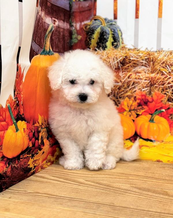 Bichon Frise DOG Female White 6663 Petland Fort Walton Beach, FL