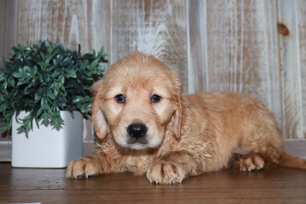 Golden Retriever-DOG-Female-Cream-6689-Petland Fort Walton Beach, FL