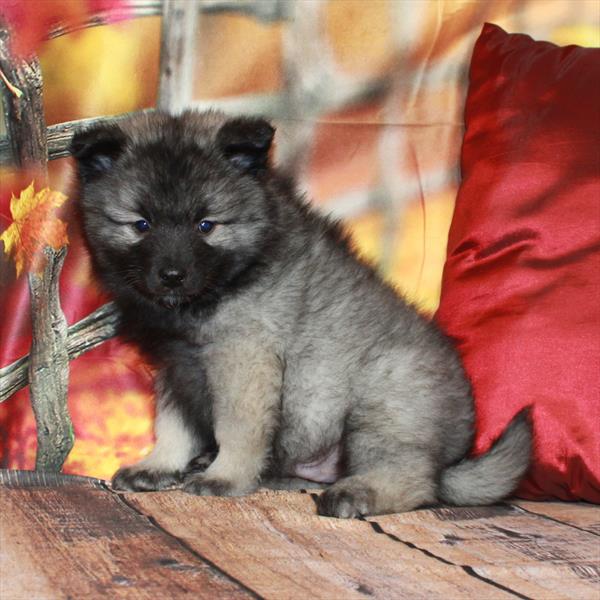 Keeshond-DOG-Male-Silver / Black-6690-Petland Fort Walton Beach, FL