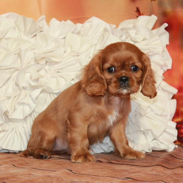 Cavalier King Charles Spaniel-DOG-Female-Ruby-6691-Petland Fort Walton Beach, FL