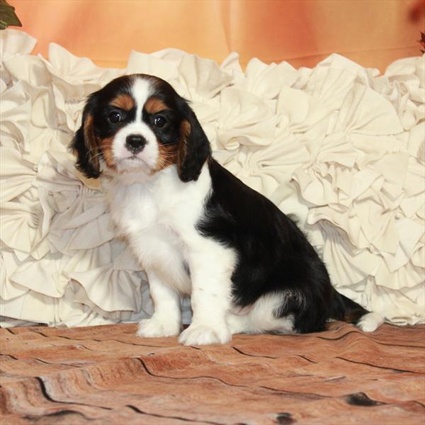 Cavalier King Charles Spaniel-DOG-Male-White Black / Tan-6692-Petland Fort Walton Beach, FL