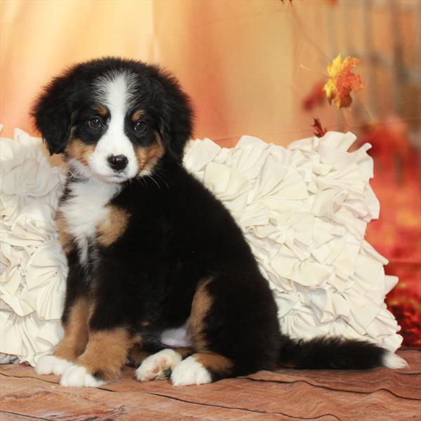 Bernese Mountain Dog-DOG-Female-Black Tan / White-6693-Petland Fort Walton Beach, FL