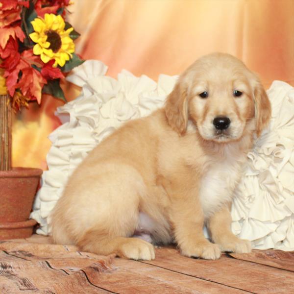 Golden Retriever-DOG-Male-Golden-6694-Petland Fort Walton Beach, FL