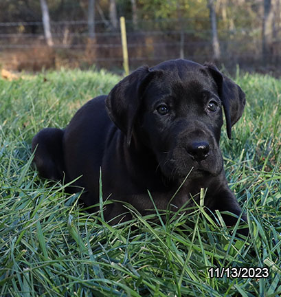 Great Dane-DOG-Female-Black-6697-Petland Fort Walton Beach, FL