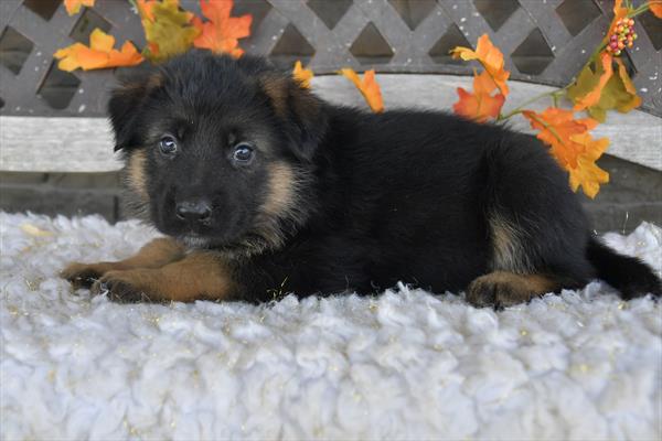 German Shepherd-DOG-Female-Black / Tan-6719-Petland Fort Walton Beach, FL