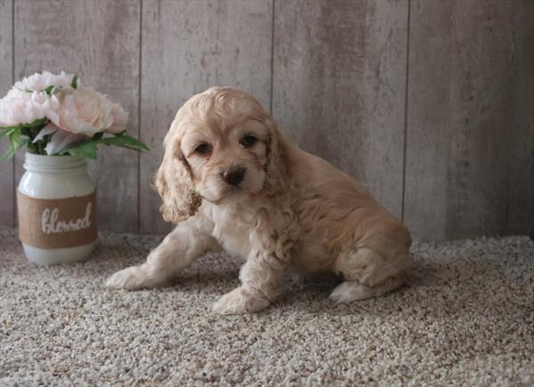 Cockapoo-DOG-Female-Tan / White-6720-Petland Fort Walton Beach, FL