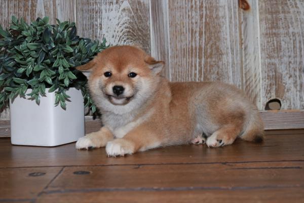 Shiba Inu-DOG-Female-Red Sesame-6721-Petland Fort Walton Beach, FL