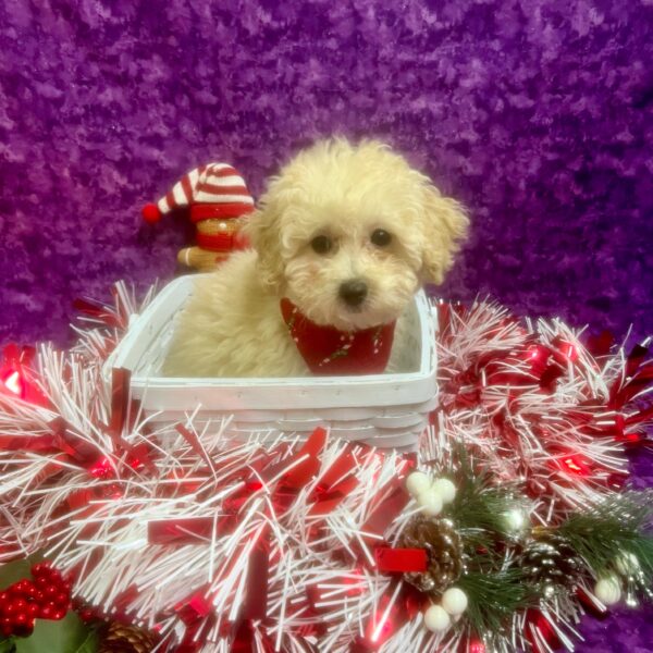 Poodle DOG Male Cream 6729 Petland Fort Walton Beach, FL