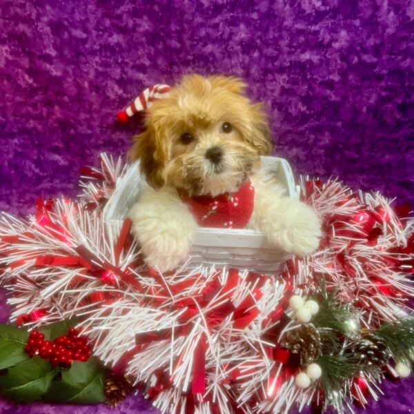 Teddy Bear-DOG-Male-Brown / White-6685-Petland Fort Walton Beach, FL