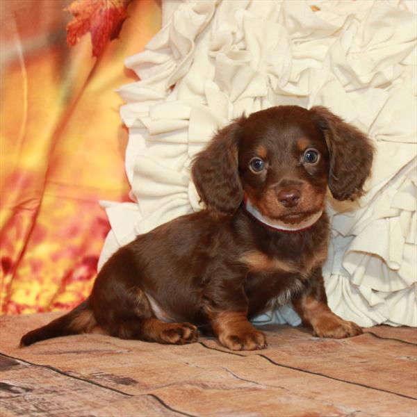 Dachshund DOG Male Chocolate / Tan 6737 Petland Fort Walton Beach, FL