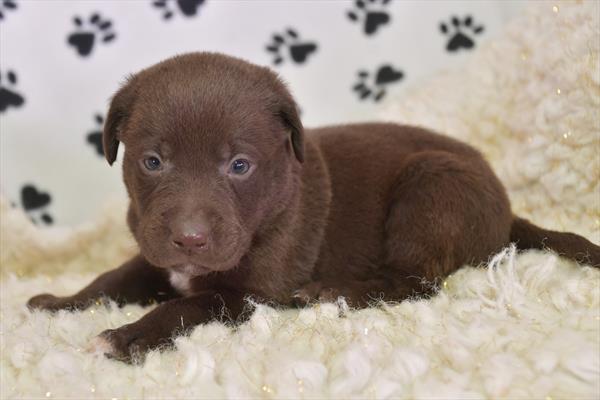 Labrador Retriever-DOG-Female-Chocolate-6757-Petland Fort Walton Beach, FL