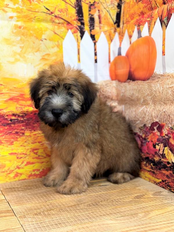 Soft Coated Wheaten Terrier-DOG-Male-Wheaten-6758-Petland Fort Walton Beach, FL