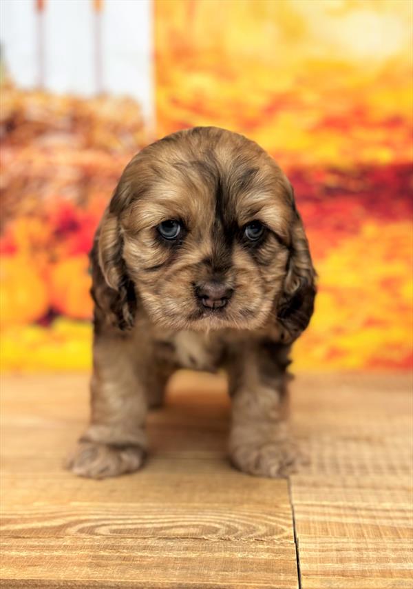 Cocker Spaniel DOG Female Chocolate Roan 6759 Petland Fort Walton Beach, FL