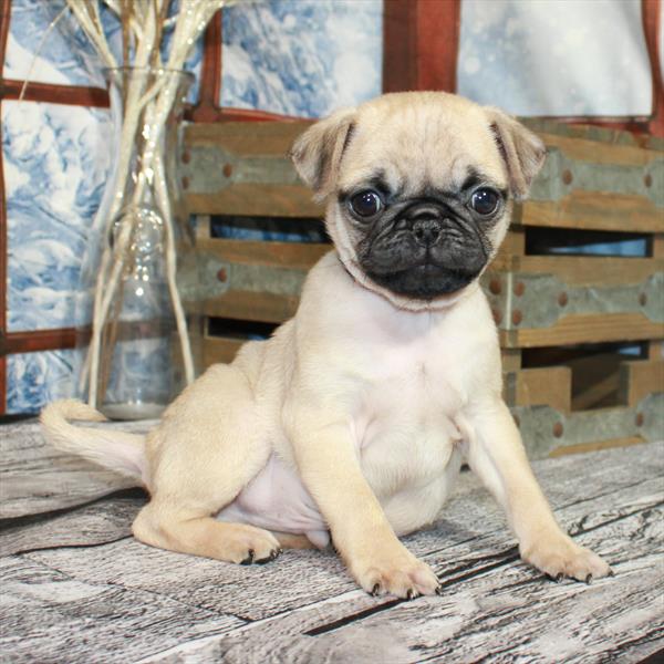 Pug-DOG-Male-Fawn-6770-Petland Fort Walton Beach, FL