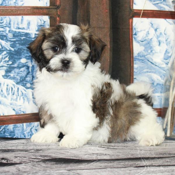 Teddy Bear-DOG-Female-White / Gold-6771-Petland Fort Walton Beach, FL