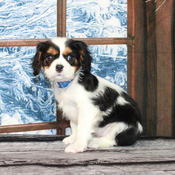 Cavalier King Charles Spaniel-DOG-Female-Black White / Tan-6772-Petland Fort Walton Beach, FL