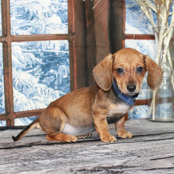 Dachshund DOG Female Red Sable 6773 Petland Fort Walton Beach, FL