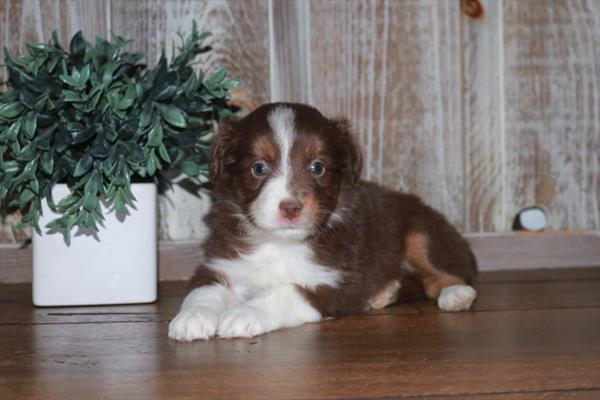 Australian Shepherd-DOG-Female-Red / White-6797-Petland Fort Walton Beach, FL