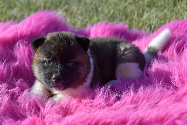 Akita-DOG-Female-Black / Brown-6798-Petland Fort Walton Beach, FL