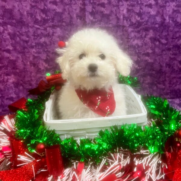 Bichon Frise-DOG-Female-White-6762-Petland Fort Walton Beach, FL