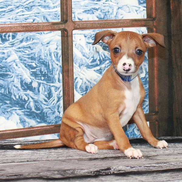 Italian Greyhound-DOG-Female-Red-6800-Petland Fort Walton Beach, FL