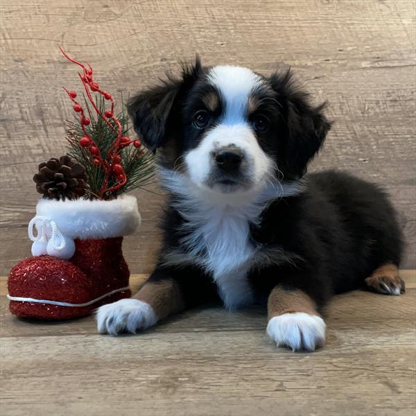 Australian Shepherd-DOG-Male-Tri-Colored-6826-Petland Fort Walton Beach, FL