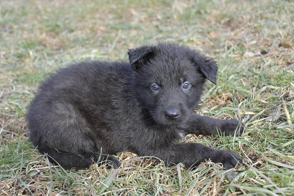 German Shepherd-DOG-Male-Black / Tan-6830-Petland Fort Walton Beach, FL