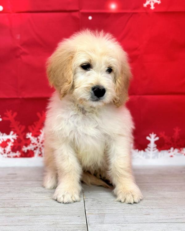 Goldendoodle-DOG-Male-Light Golden-6832-Petland Fort Walton Beach, FL