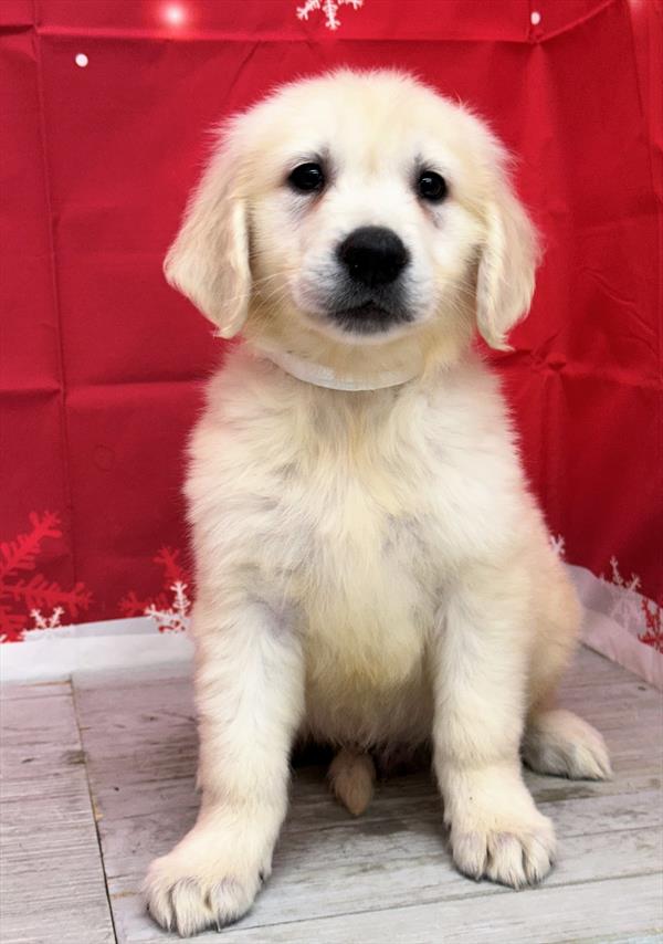 Golden Retriever-DOG-Male-Light Golden-6833-Petland Fort Walton Beach, FL