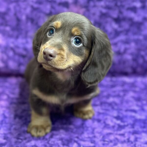 Dachshund-DOG-Male-Chocolate / Tan-6802-Petland Fort Walton Beach, FL