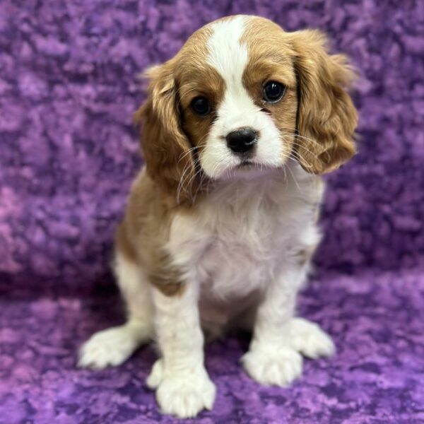 Cavalier King Charles Spaniel-DOG-Male-Blenheim / White-6799-Petland Fort Walton Beach, FL